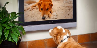 Телеканал для собак в Европе и проблема телевещания для животных
